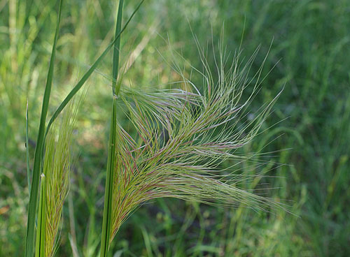 supple spear-grass