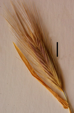 hordeum