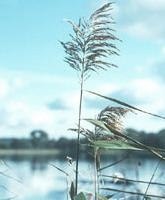 common reed
